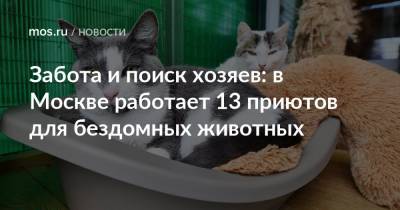 Забота и поиск хозяев: в Москве работает 13 приютов для бездомных животных