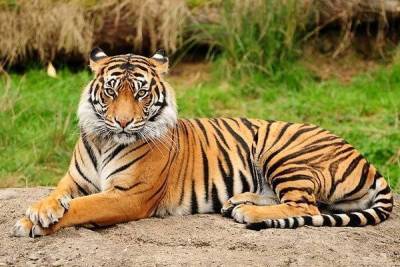 К чему снится тигр