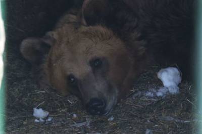 Первый медведь пробудился от зимней спячки в нацпарке «Башкирия»