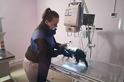 Рентген для домашних питомцев стал доступен и в Мончегорске