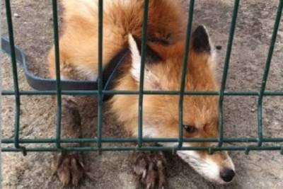 Сбежавшего травмированного лисёнка ищут в Чехове