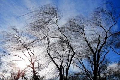 Жителей Тверской области предупредили о сильном ветре