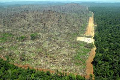 Шри-Ланка отказывается от пальмового масла и призывает выкорчевывать плантации