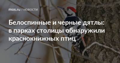 Белоспинные и черные дятлы: в парках столицы обнаружили краснокнижных птиц