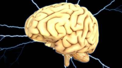 Мозг современного человека стал развиваться только два миллиона лет назад