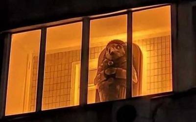 "Надеюсь, внутри пусто": в Киеве на балконе заметили древнеегипетский саркофаг