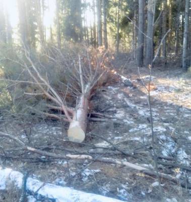 Деревья на 1,7 млн рублей незаконно вырубили в Навашинском районе