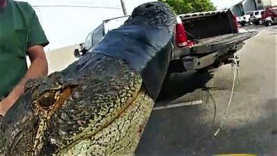 В США на парковке нашли 3-метрового аллигатора: он прятался под машиной – видео