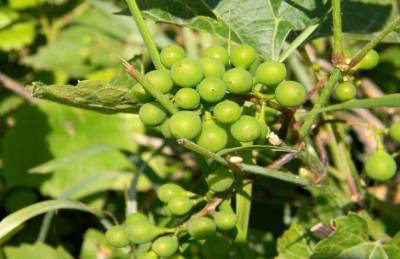Как повысить урожайность винограда: секреты, о которых мало кто знает
