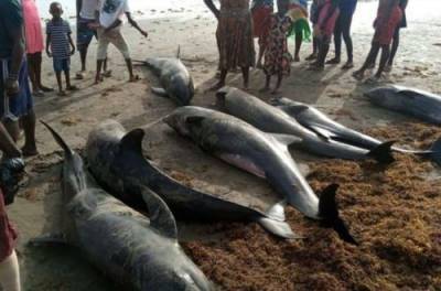 Сотни дельфинов выбросило на берег Атлантического океана