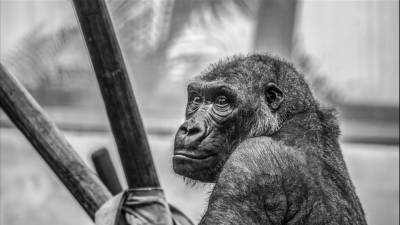 Биологи выяснили, зачем гориллы бьют себя в грудь