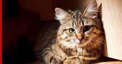 Может ли наличие кошек в доме повлиять на развитие болезней мозга, объяснили ученые
