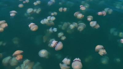 Гавань итальянского города Триеста заполонили розовые медузы.