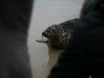Маленький тощий тюлененок пытается выжить в водах Петербурга (фото)