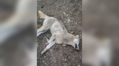 Зоозащитник прокомментировала нападение волчицы на человека в воронежском райцентре