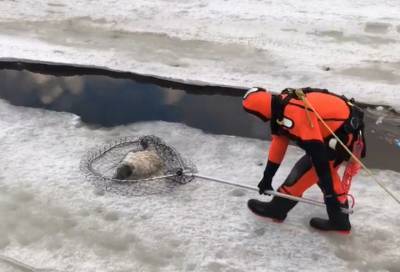 Видео: серого тюлененка вытащили из Крюкова канала в Санкт-Петербурге