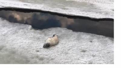 Появилось видео спасения серого тюленка