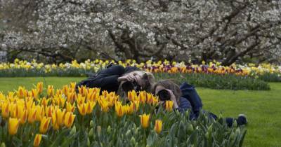 В знаменитом голландском парке "Кекенхоф" расцвели поля тюльпанов — фото и видео