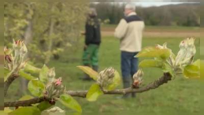 Морозы погубили урожай садов и виноградников Франции