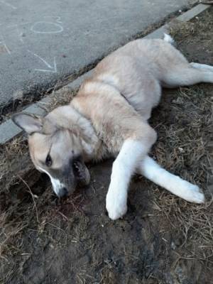 Сегодня в Вологде выбросили живую собаку с 8 этажа, и она погибла