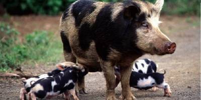 В селе Шелюги Запорожской области свиньи пробрались на кладбище и устроили там погром – видео - ТЕЛЕГРАФ