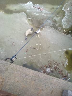 В Санкт-Петербурге спасли исхудавшего тюлененка, который грелся на льдинах