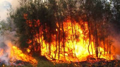 Авиалесоохрана сообщила о 800 гектарах действующих лесных пожаров в России