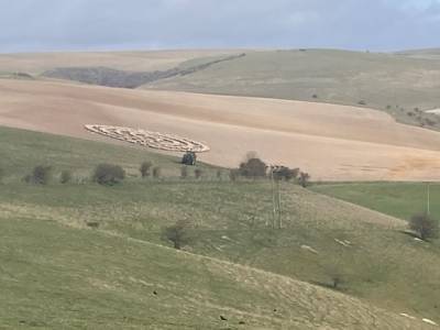 Сотни овец выстроились в правильные круги на поле в Англии