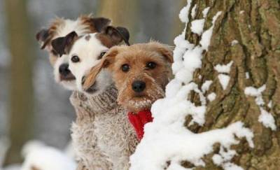 Тюменцам на заметку: как уберечь собак от клещей и сезонных заболеваний
