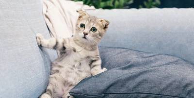 Видео и картинки с котиками 11 апреля, которые вас рассмешат - приколы и курьезы - ТЕЛЕГРАФ