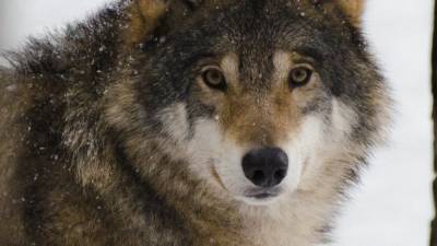 Волчица напала на мужчину возле детского сада под Воронежем
