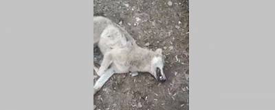 Волк в Воронежской области напал на мужчину около детского сада