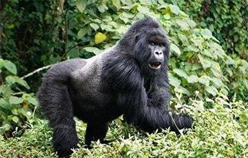 Ученые поняли, зачем гориллы бьют себя в грудь