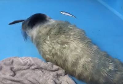 Спасенный в Петербурге серый тюлененок оказался самочкой