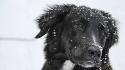 Директор горнолыжной школы в Кировске прокомментировала инцидент с расправой над собакой