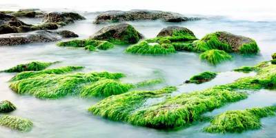 Редкие фотографии самого большого в мире луга морской травы опубликовали экологи