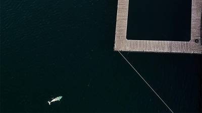 Трех белух из «китовой тюрьмы» заметили у берегов Владивостока
