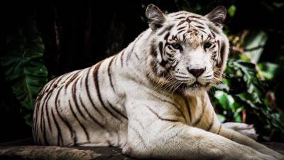 Белые тигры переезжают из зоопарка в заповедник штата Колорадо.
