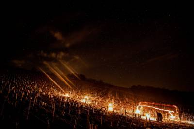 Словно кадры из Disney: чтобы спасти виноградники, во Франции фермеры зажгли тысячи костров
