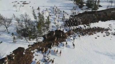 Туристы в Швеции мешают жить оленям