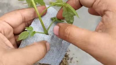 Эксперимент с томатом: выращивание «вверх ногами» в бутылке