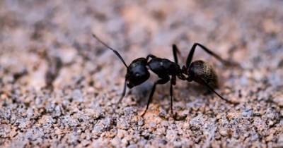 Социальная изоляция влияет на муравьев так же, как и на людей, - ученые