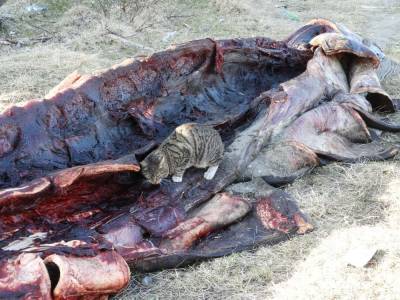 Жители Кунашира разделали выброшенного на берег кита