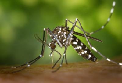 Биолог предупредил о первой волне комаров в России