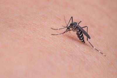 Россиян предупредили о большом количестве комаров