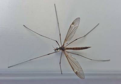Эксперты назвали три «копеечных» метода для избавления от мух и комаров