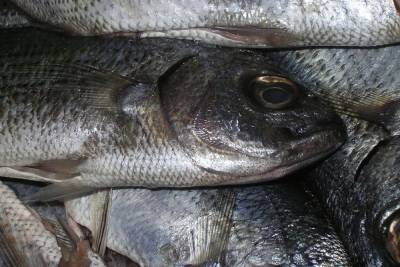 В Ташлинском районе зафиксирована массовая гибель рыбы