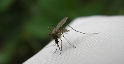 Россиян предупредили о скором нашествии комаров