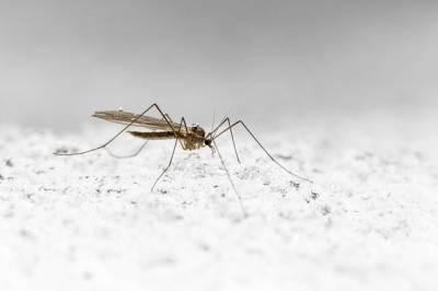 Учёный предупредил россиян о нашествии комаров