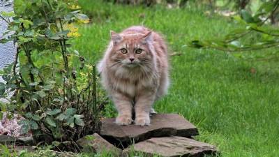 Ветеринар Михеева дала рекомендации по выгулу домашних кошек на улице